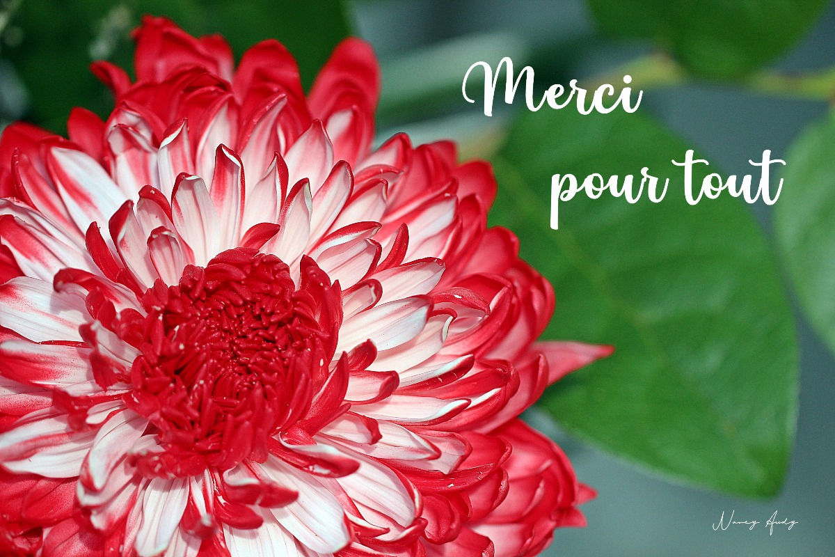 Dahlia rouge et blanc -"Merci pour tout"