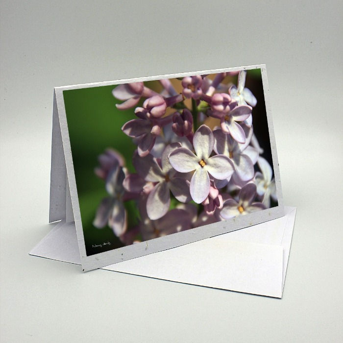 Lilas rose