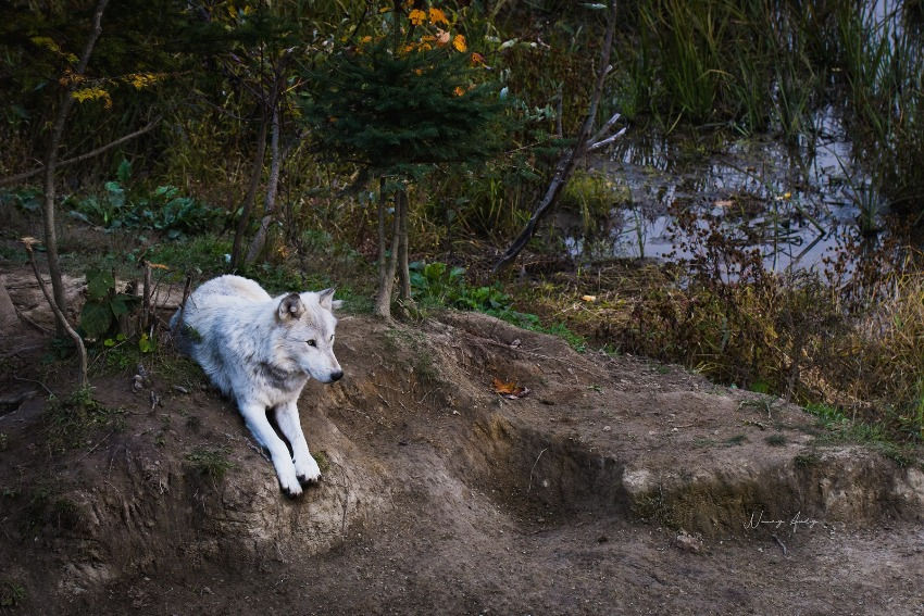 Loup se reposant au Parc Omega, Montebello, Outaouais, QC