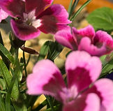 IMG_2186.jpg