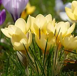 Crocus_Romance-2_580x773.jpg.webp