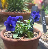 IMG_2152.jpg