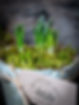 THE_POTTING_SHEDD-13.jpg
