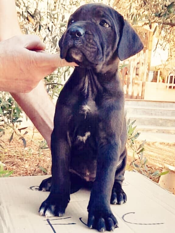 Cucciola Cane Corso Nero