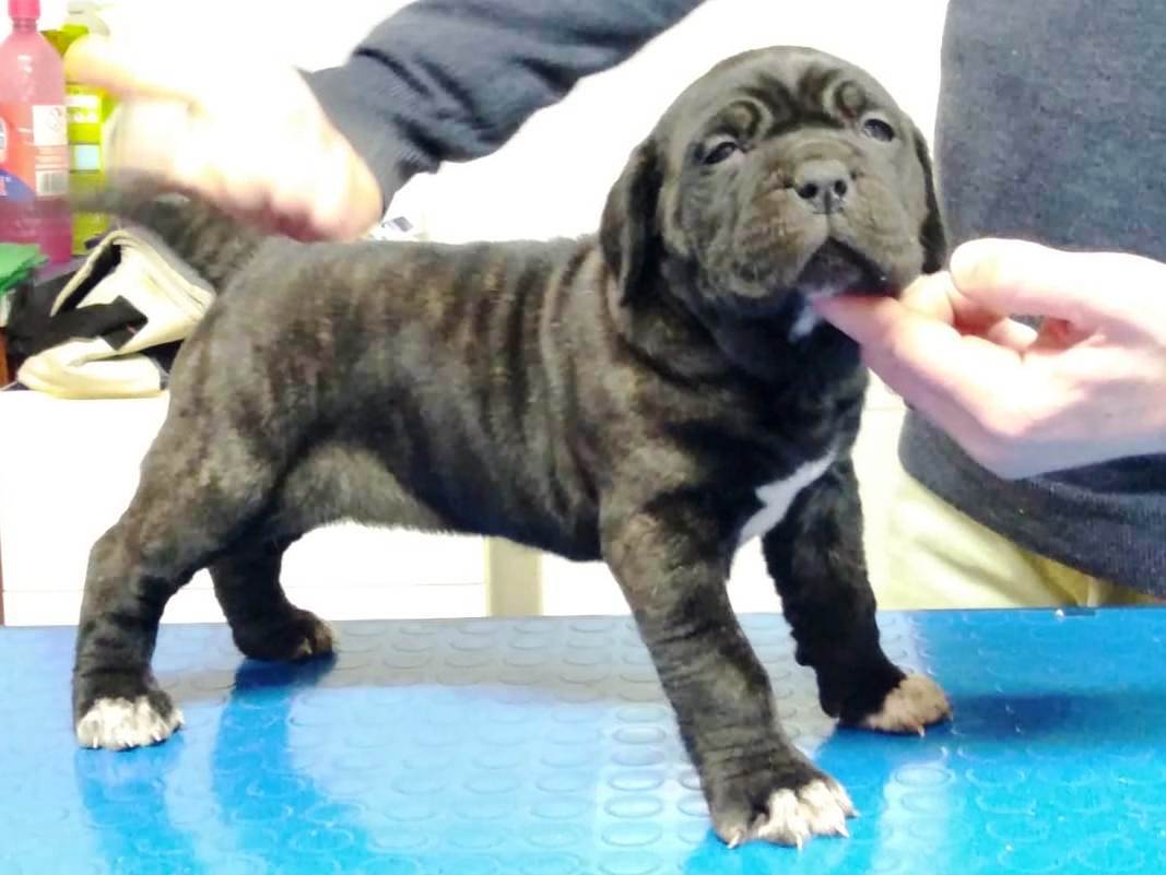 Cucciola Cane Corso Tigrato
