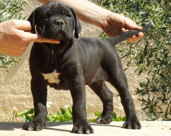 cucciolo cane corso nero