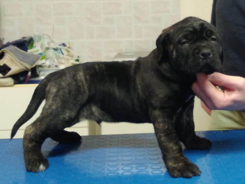 Cucciolo Cane Corso Tigrato