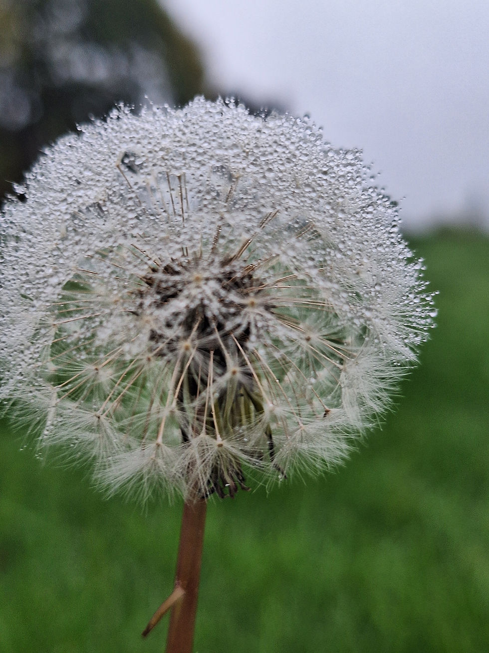 "An easier option than talking therapy"