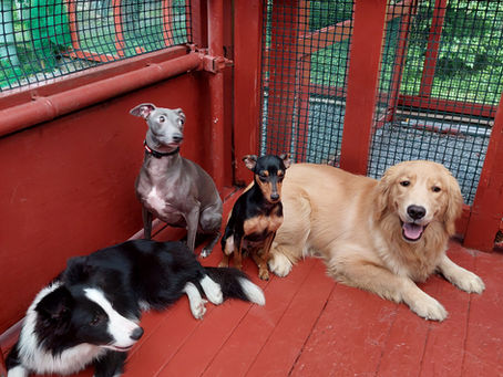 『 飼い主様に伝えたい事 vol.28 』