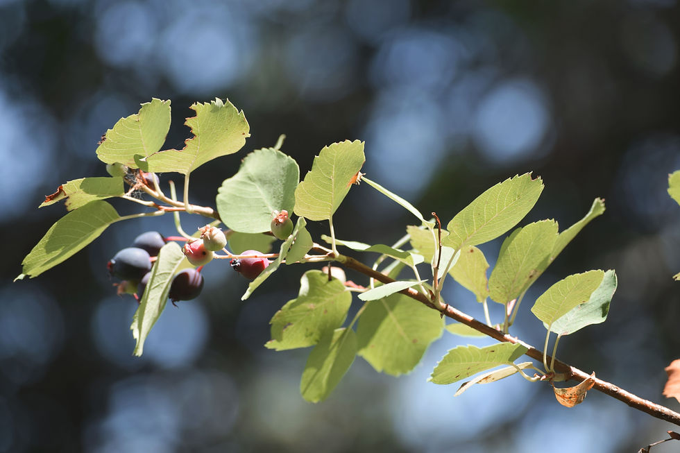 Berries