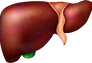 liver.png