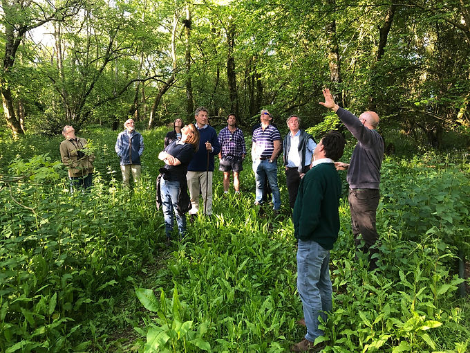 woodland walk.jpg