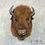 Thumbnail: Bison Taxidermy Shoulder Mount