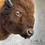 Thumbnail: Bison Taxidermy Shoulder Mount