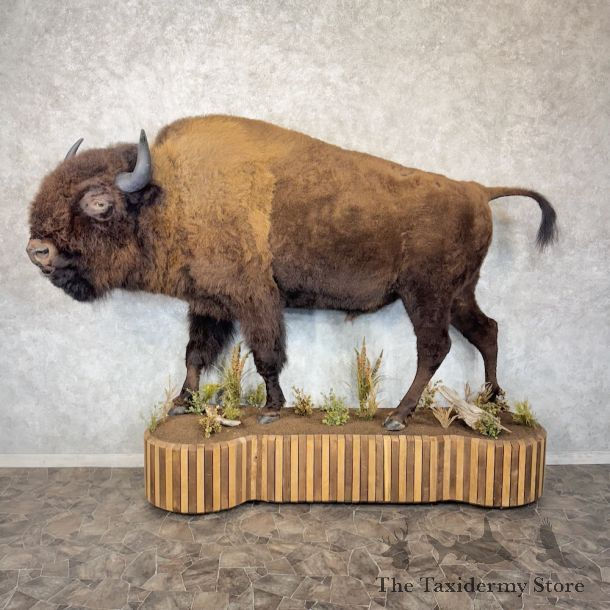 Thumbnail: Bison Life-Size Taxidermy Mount
