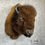 Thumbnail: Bison Taxidermy Shoulder Mount