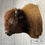 Thumbnail: Bison Taxidermy Shoulder Mount
