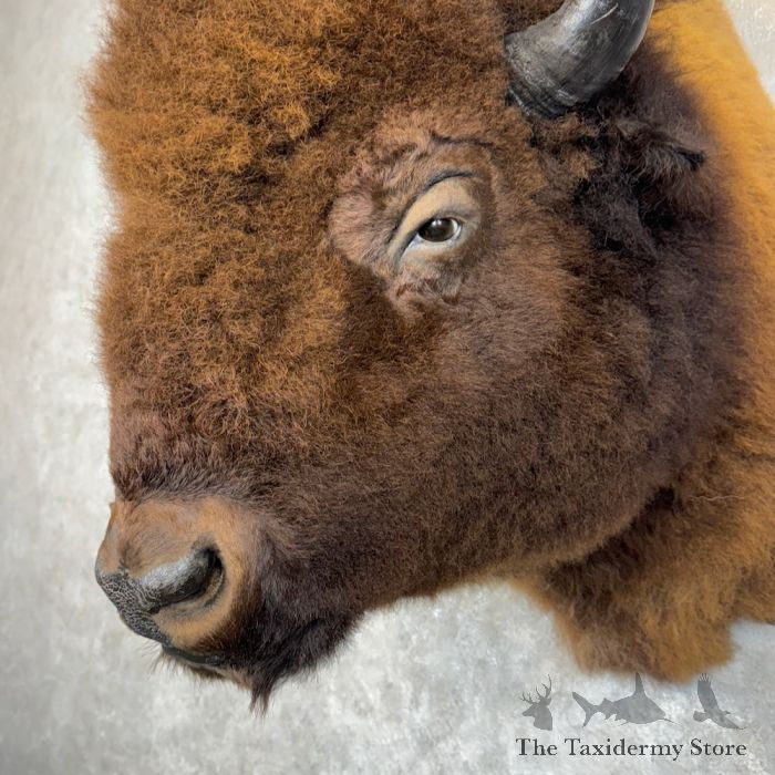 Thumbnail: Bison Taxidermy Shoulder Mount