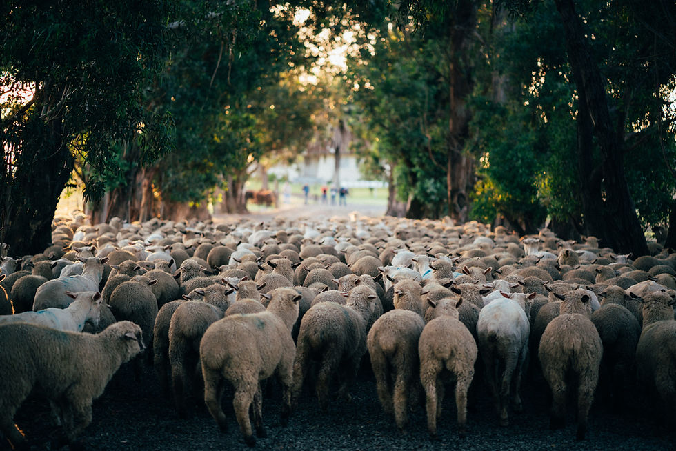 Ranch-image-3 (1).jpg