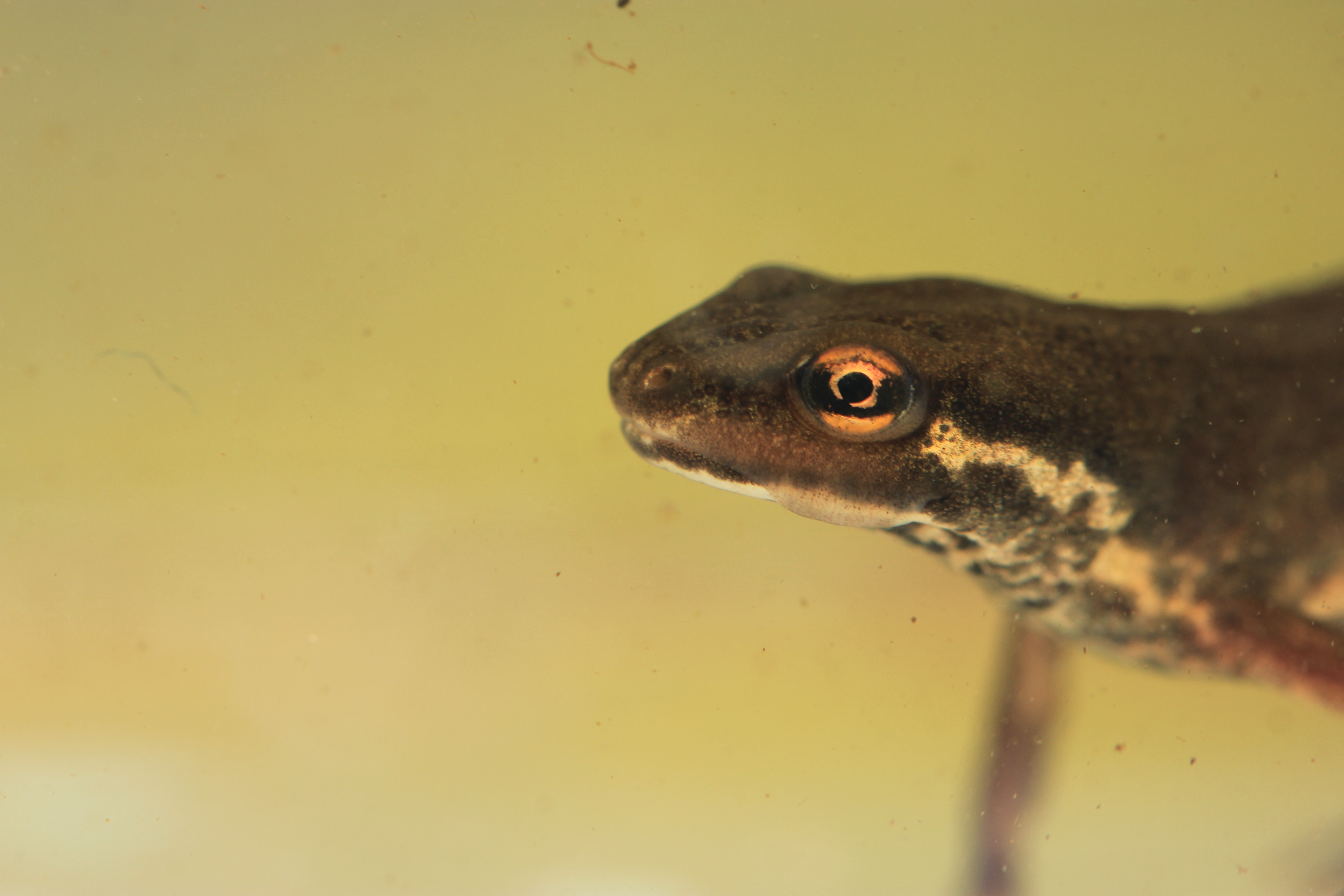 Smooth Newt