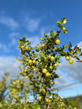 PYO Gooseberries