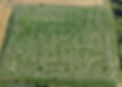 Maize Maze
