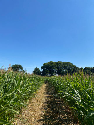 Maize Maze