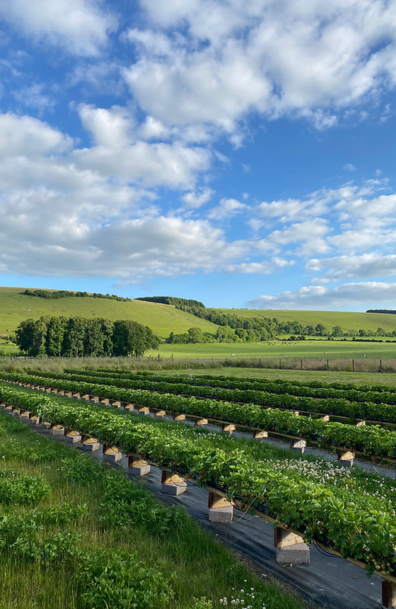 Pyto Farm About