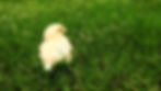 豊光園ヒヨコ