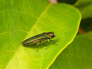 AdobeStock_442035941.jpeg