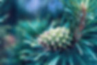 iStock-589428130_web.jpg