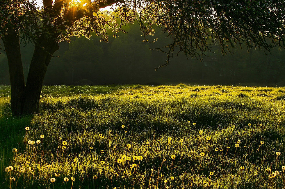 meadow-5263664_1920.jpg