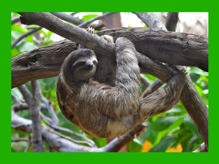 The Three-Toed Sloth