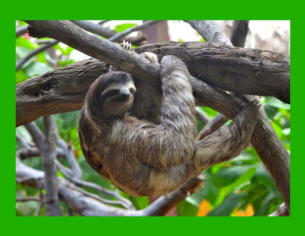 The Three-Toed Sloth