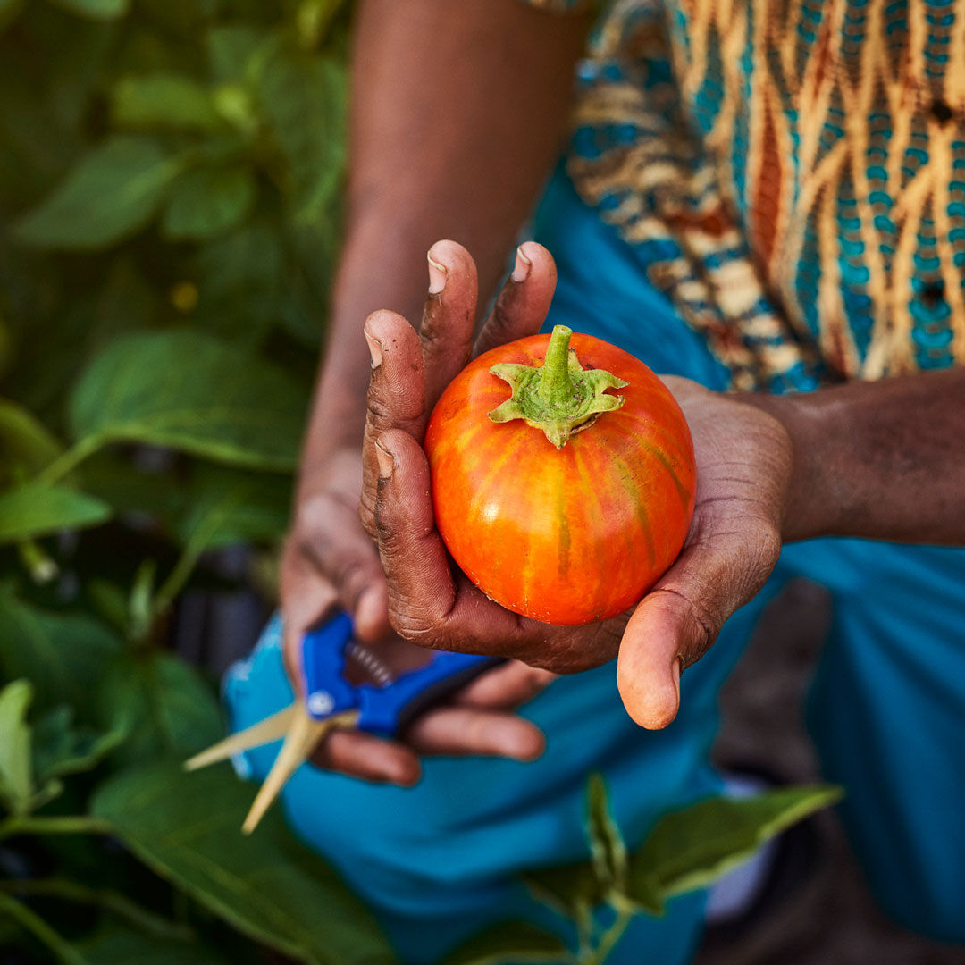 Module 2: Été-Automne 2025 Cours d'Horticulture - avec Concordia
