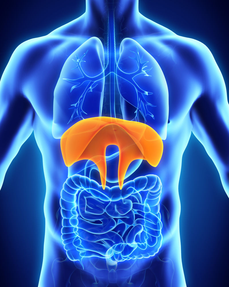 Le physiothérapeute Denis Fortier vous présente le diaphragme