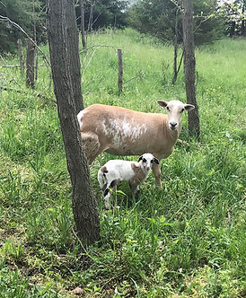 sheep1.jpg