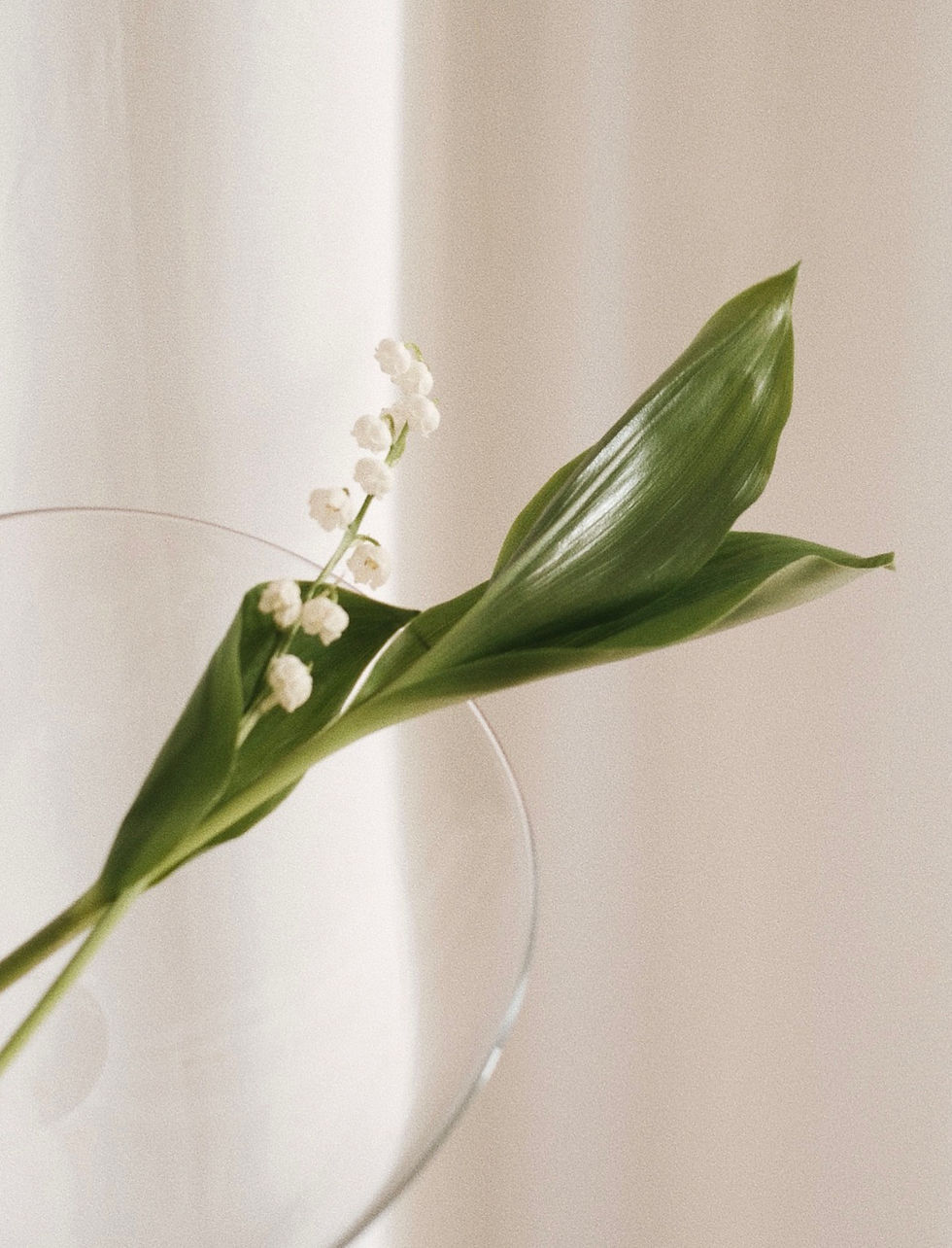 サムネイル： STUDIOPREPA lotus bowl clear - last one -
