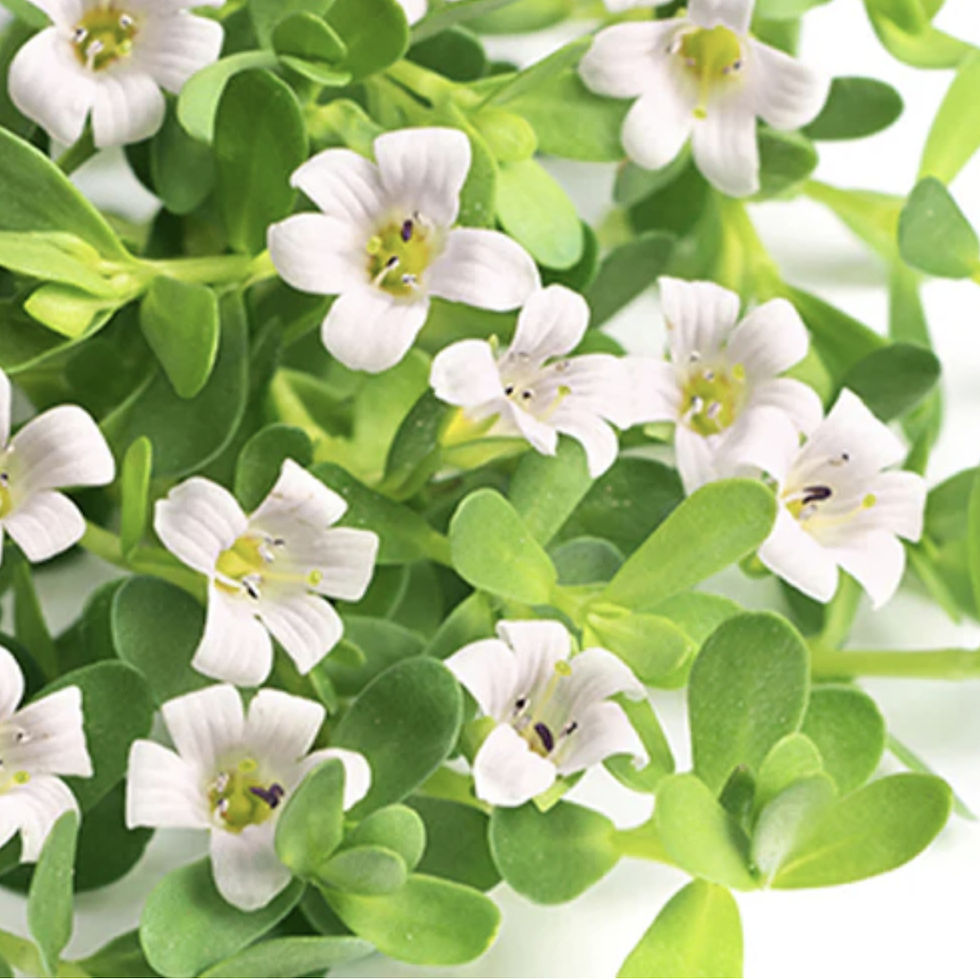 Brahmi (Bacopa Monnieri): A traditional Ayurvedic herb that supports memory retention and learning by protecting neurons from oxidative stress.