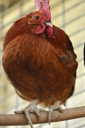 DSC_2443_edited.jpg