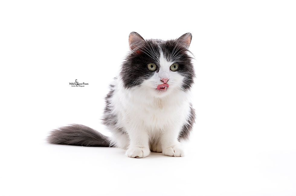 Studio photo à Reims Mille et une Poses Séance animaux de compagnie
