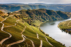 Piesport