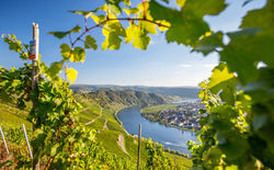 Piesport