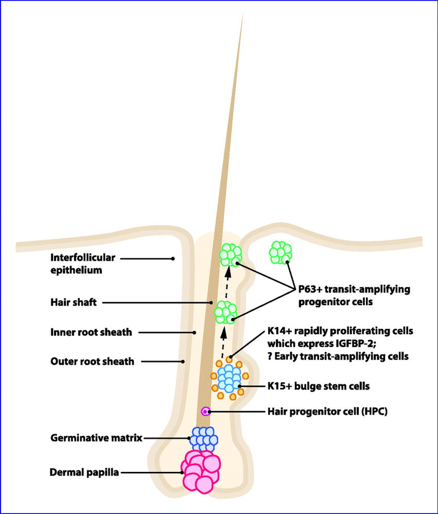 Therapeutic Potential of Stem Cells in Hair Follicle Regeneration