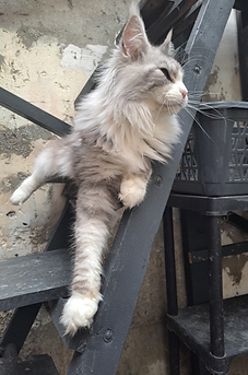 Hilda maine coon grand format