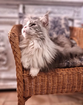 maine coon silver fourrure