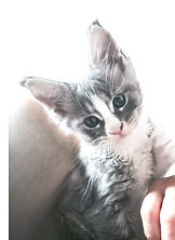 chaton maine coon 1 mois