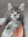 Dante trois mois chaton maine coon caractère exceptionnel de douceur