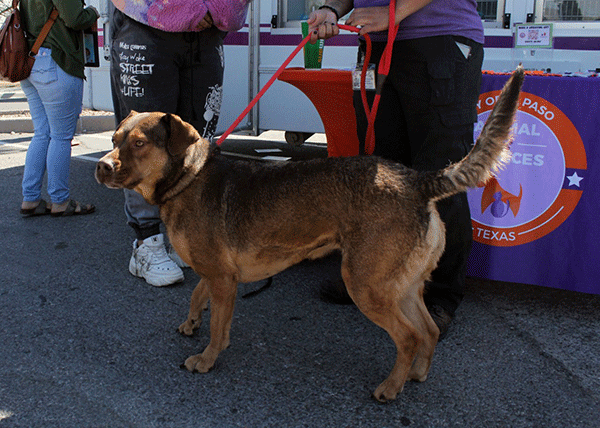 El Paso Animal Services visits Valle Verde campus