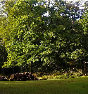 New Forest 1 (2).jpg